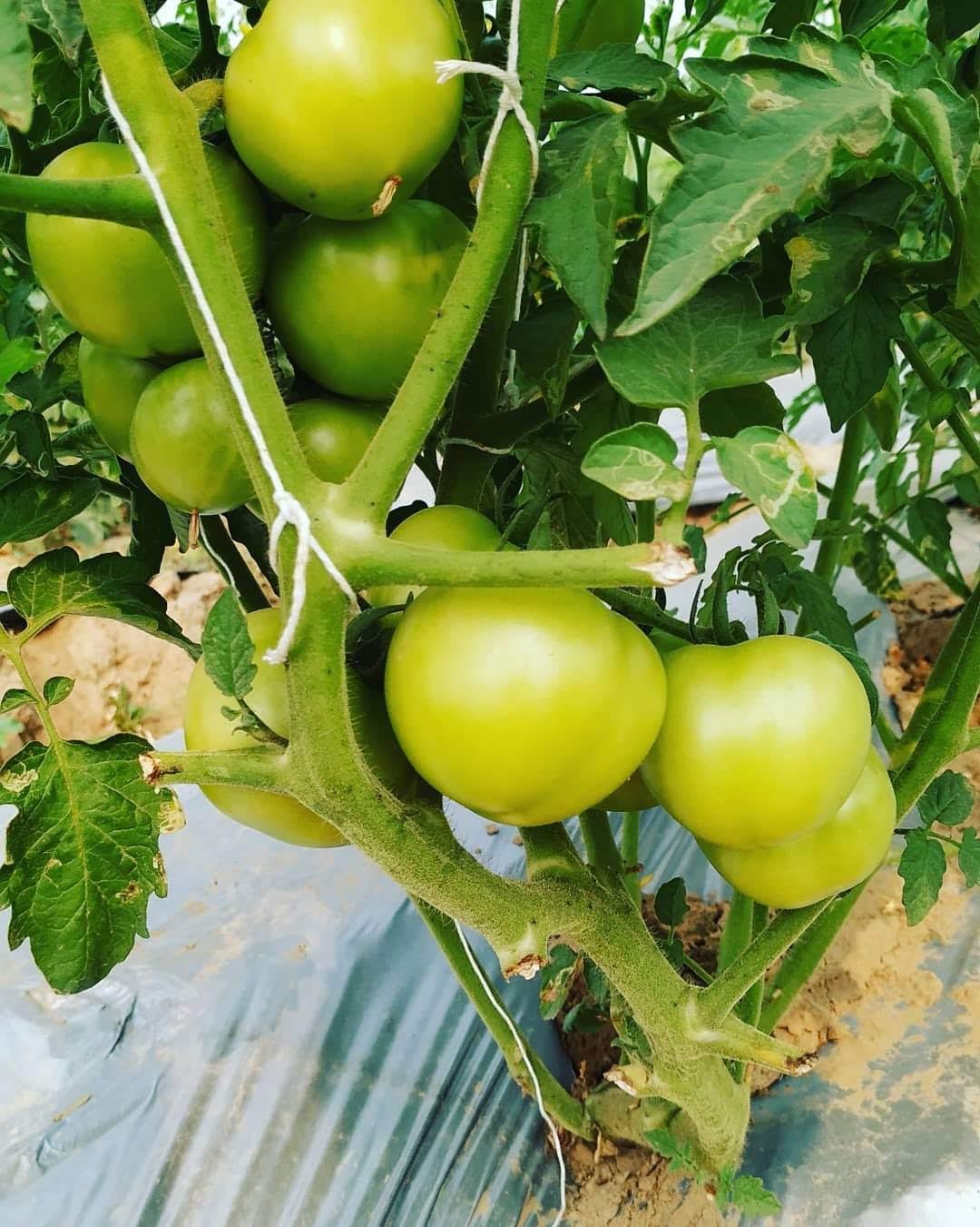 tomato farming